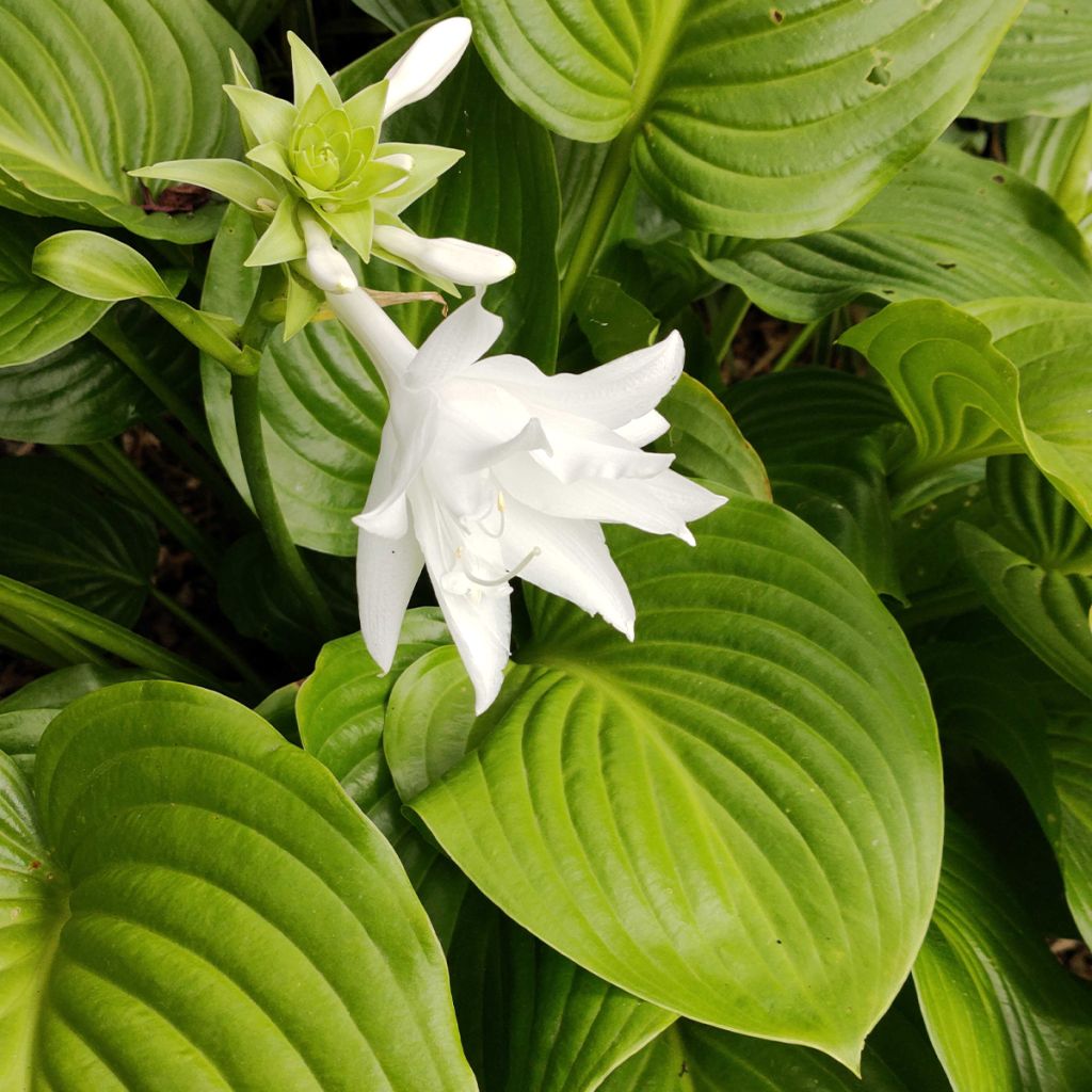 Hosta plantaginea Venus - Garten-Funkie