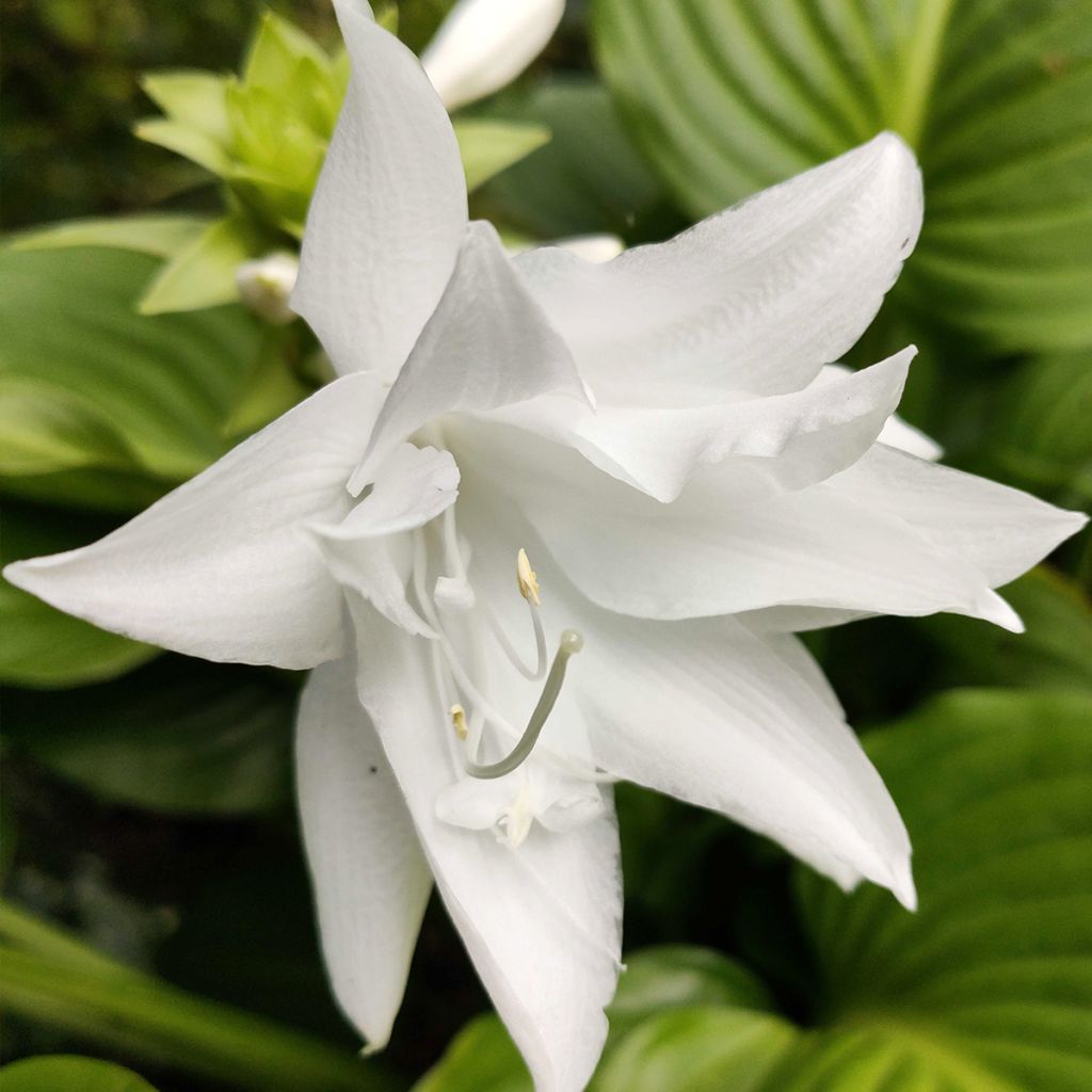 Hosta plantaginea Venus (Vivaces)