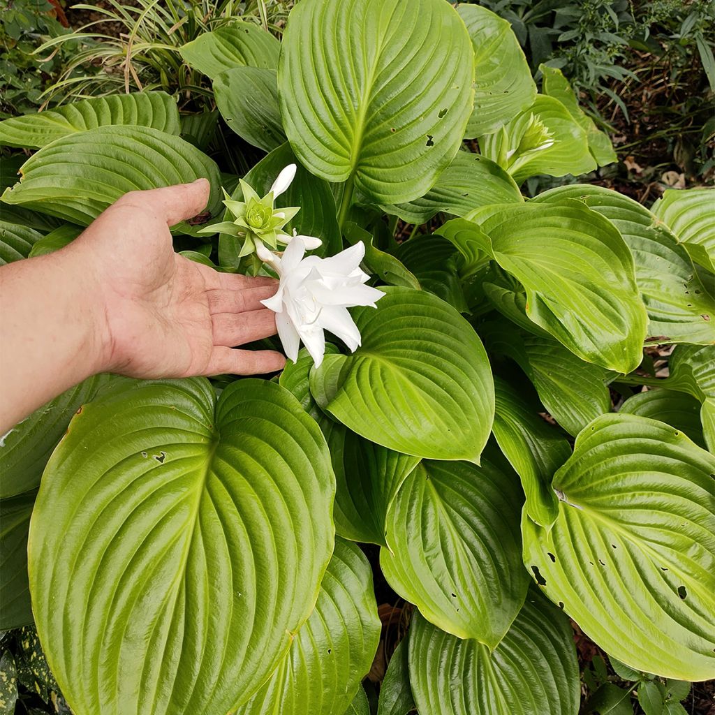 Hosta plantaginea Venus (Vivaces)