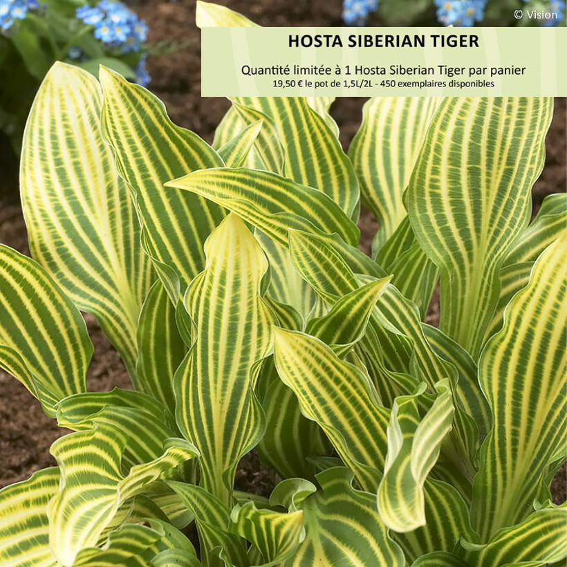 Hosta Siberian Tiger - Garten-Funkie