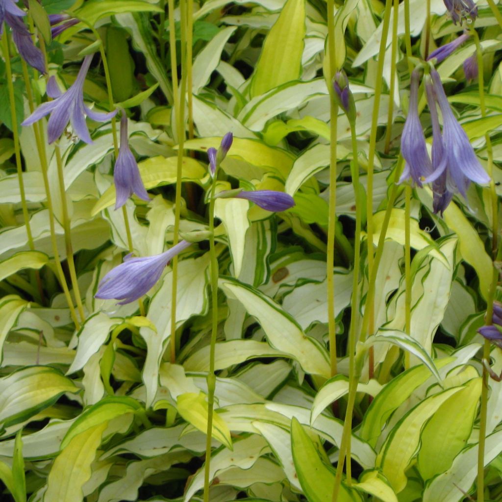 Hosta sieboldii Kabitan - Garten-Funkie