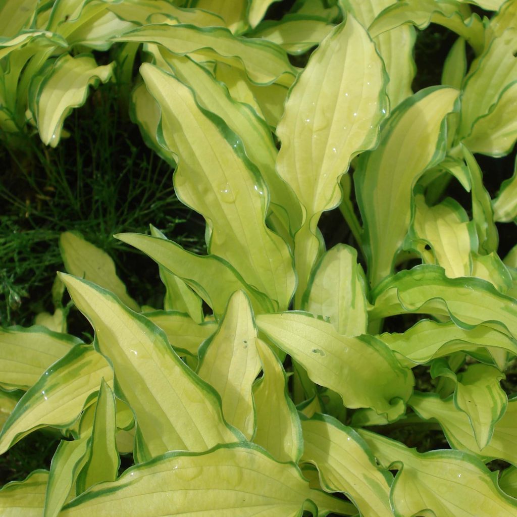 Hosta sieboldii Kabitan - Garten-Funkie