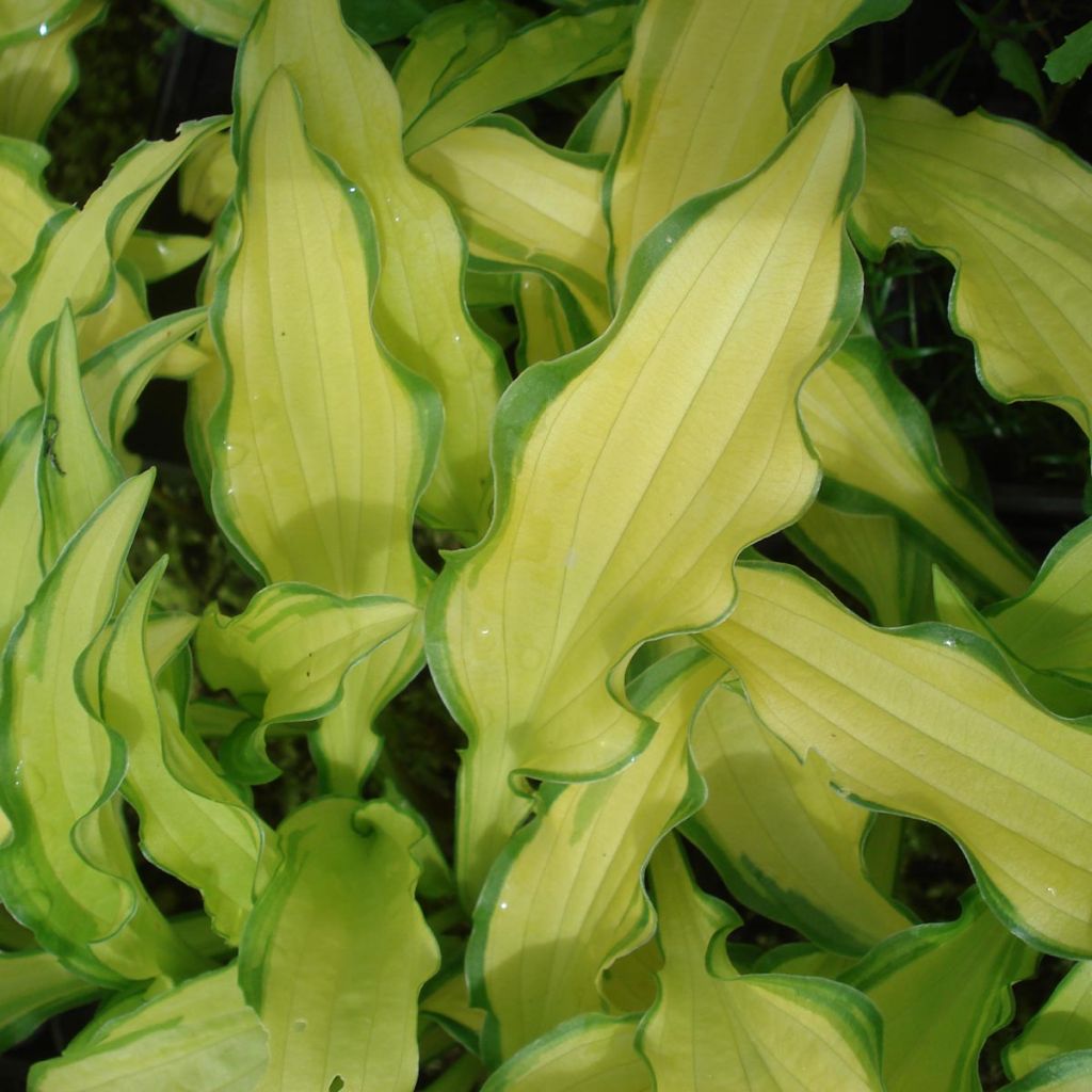 Hosta sieboldii Kabitan - Garten-Funkie