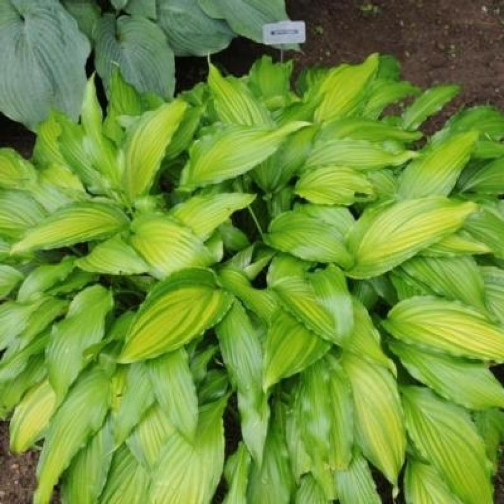 Hosta Spritzer - Garten-Funkie