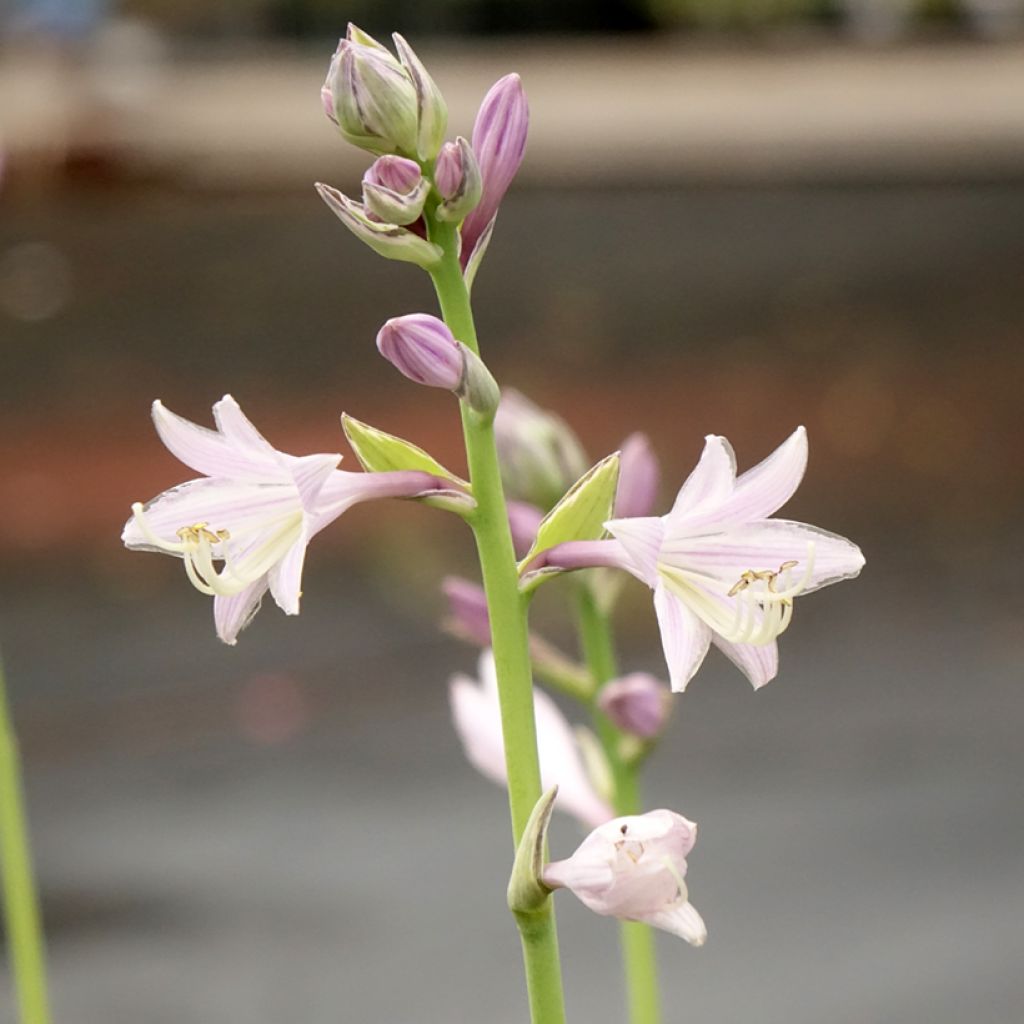 Hosta Striptease - Garten-Funkie