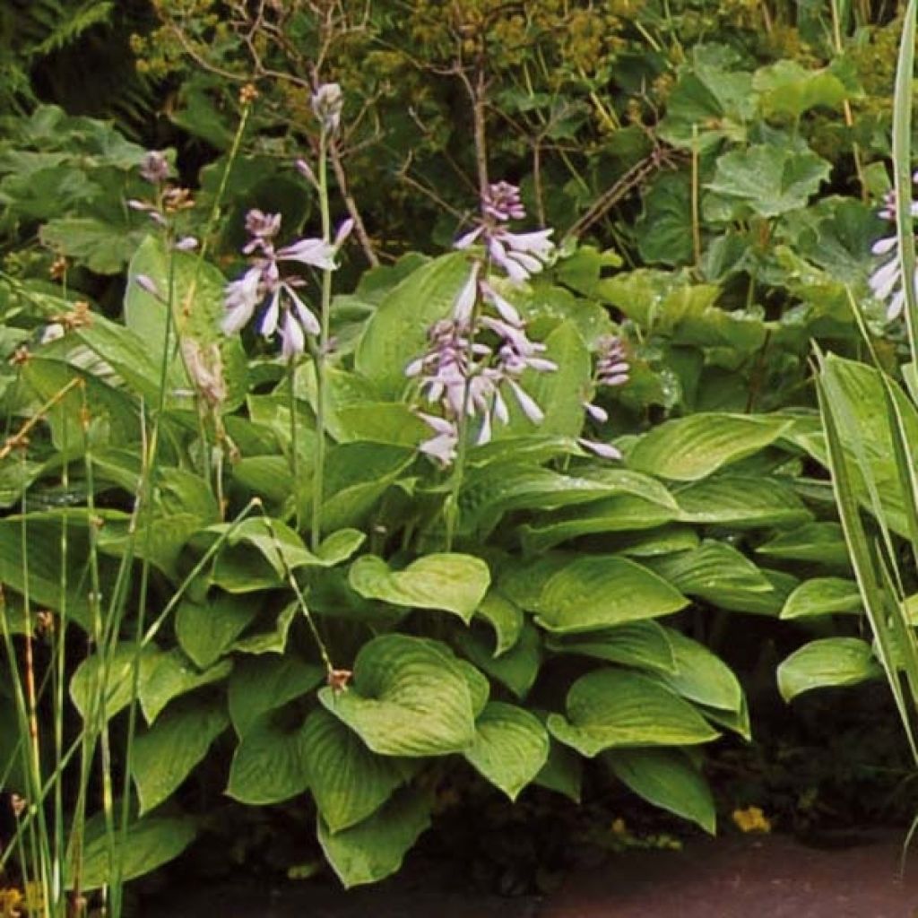 Hosta Sum and Substance - Garten-Funkie