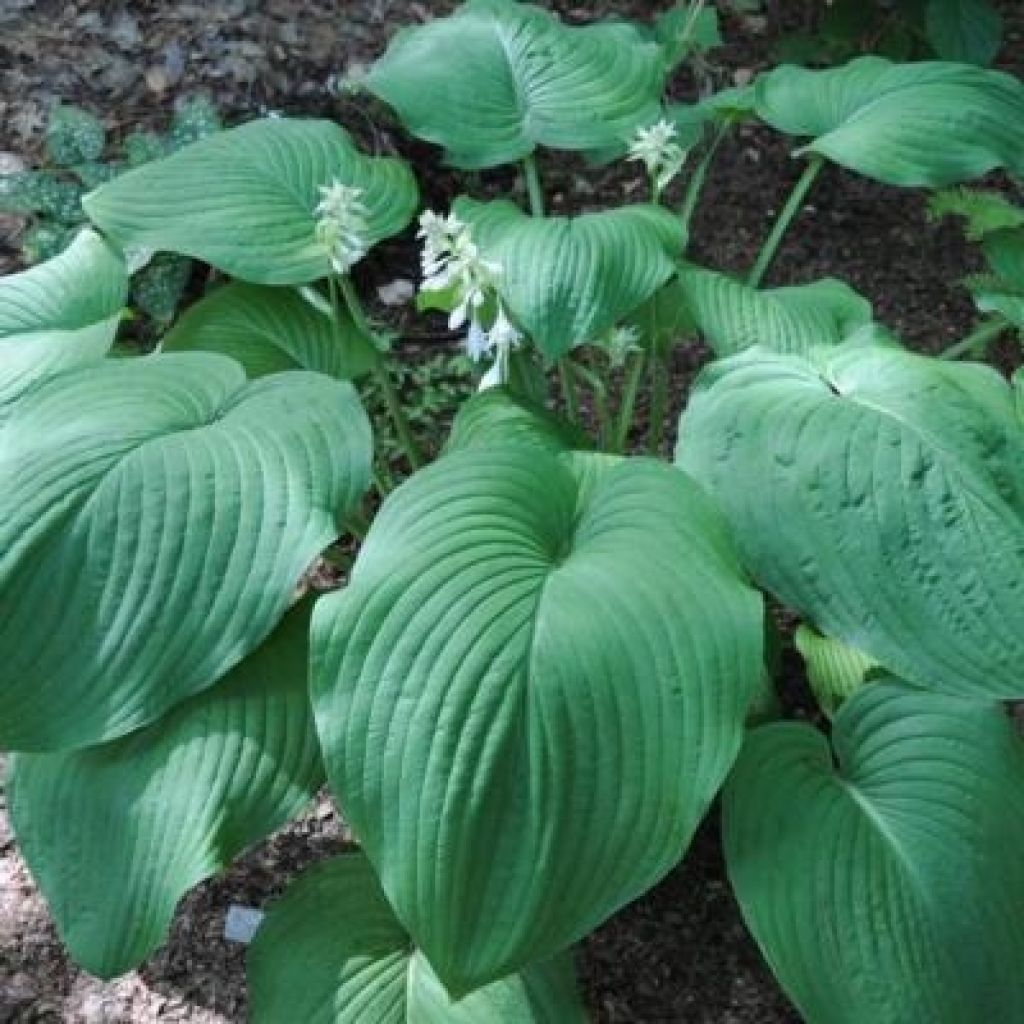 Hosta T Rex - Garten-Funkie