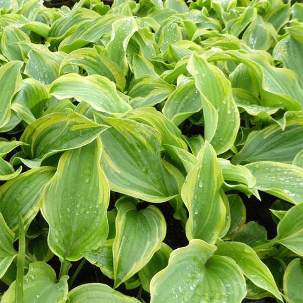 Hosta The King - Garten-Funkie