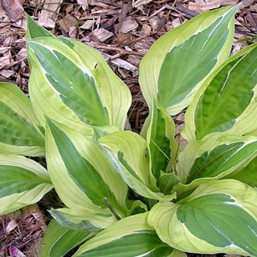 Hosta Yellow Polka Dot Bikini - Garten-Funkie