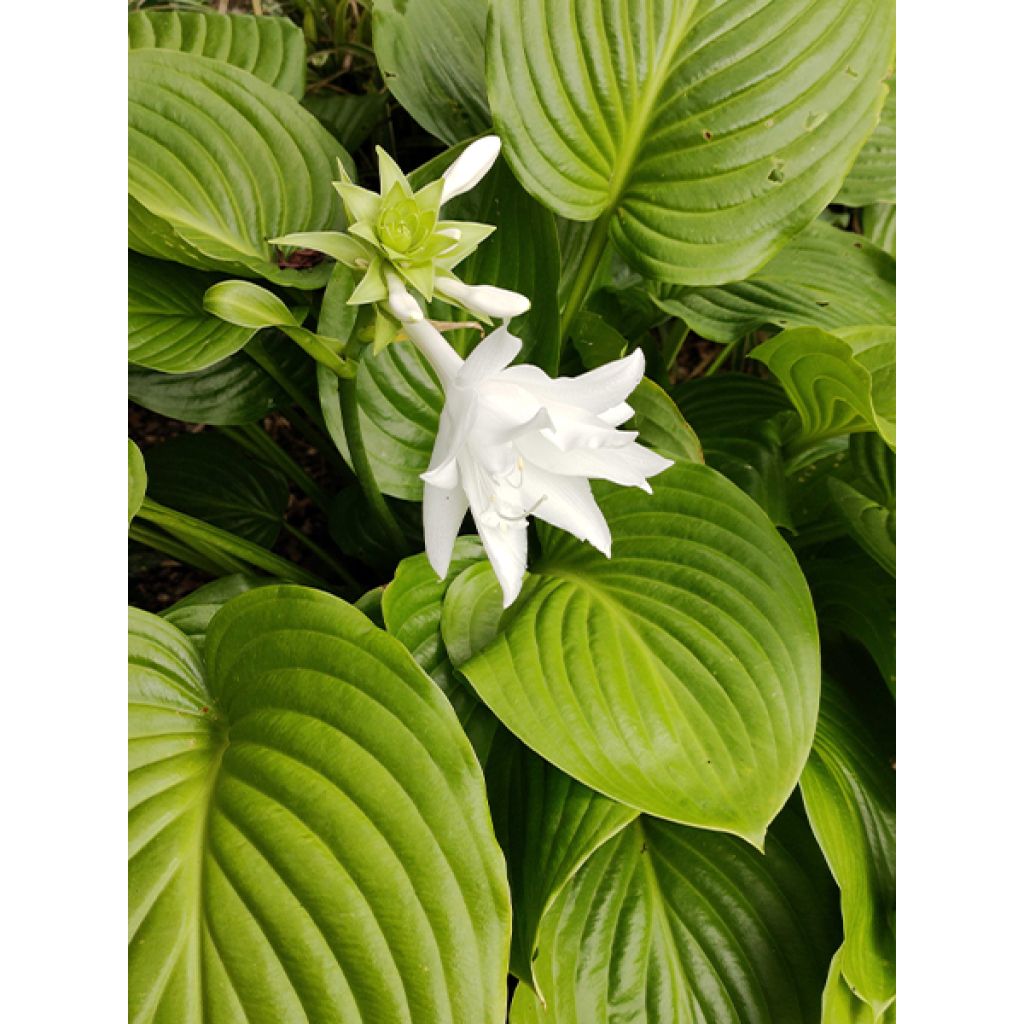 Hosta plantaginea Venus - Garten-Funkie