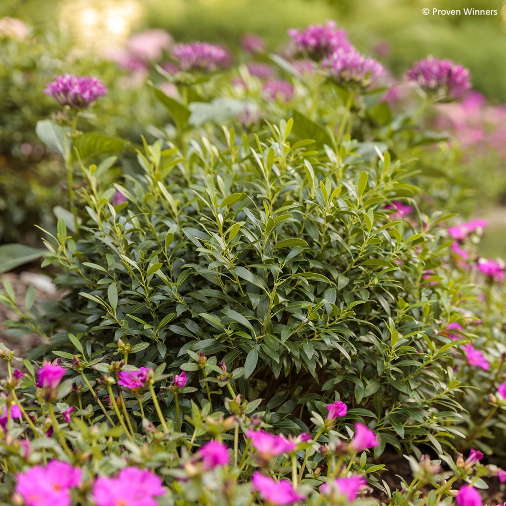 Ilex glabra Gem Box - Kahle Winterbeere