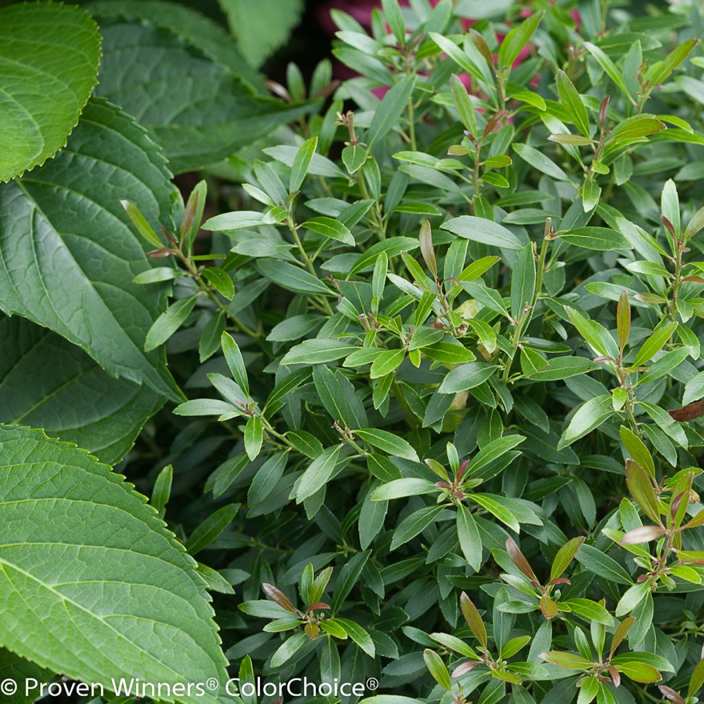 Ilex glabra Gem Box - Kahle Winterbeere