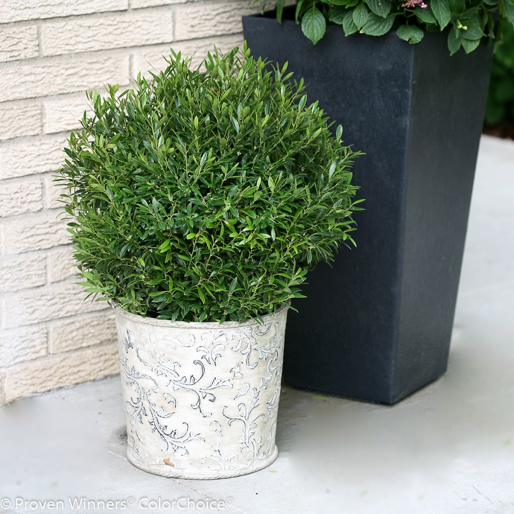 Ilex glabra Gem Box - Kahle Winterbeere