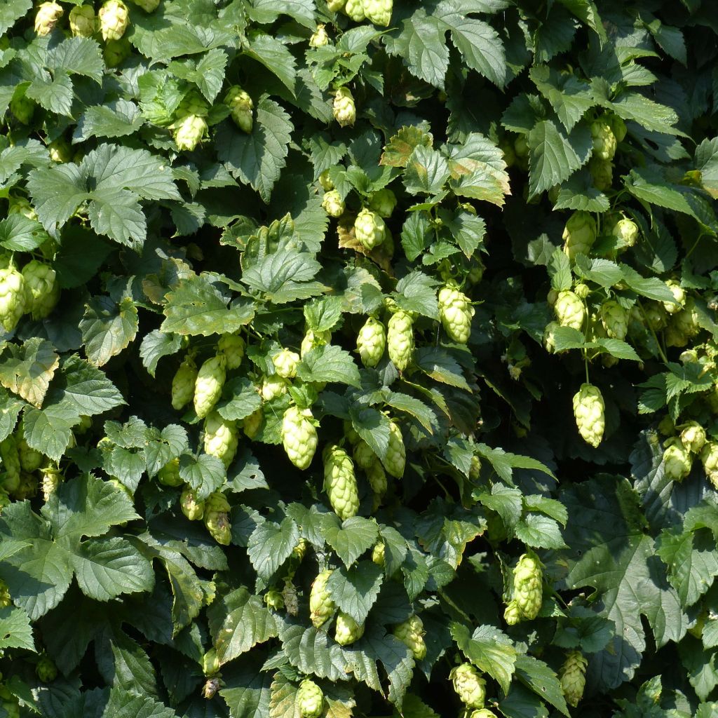 Humulus lupulus - Hopfen