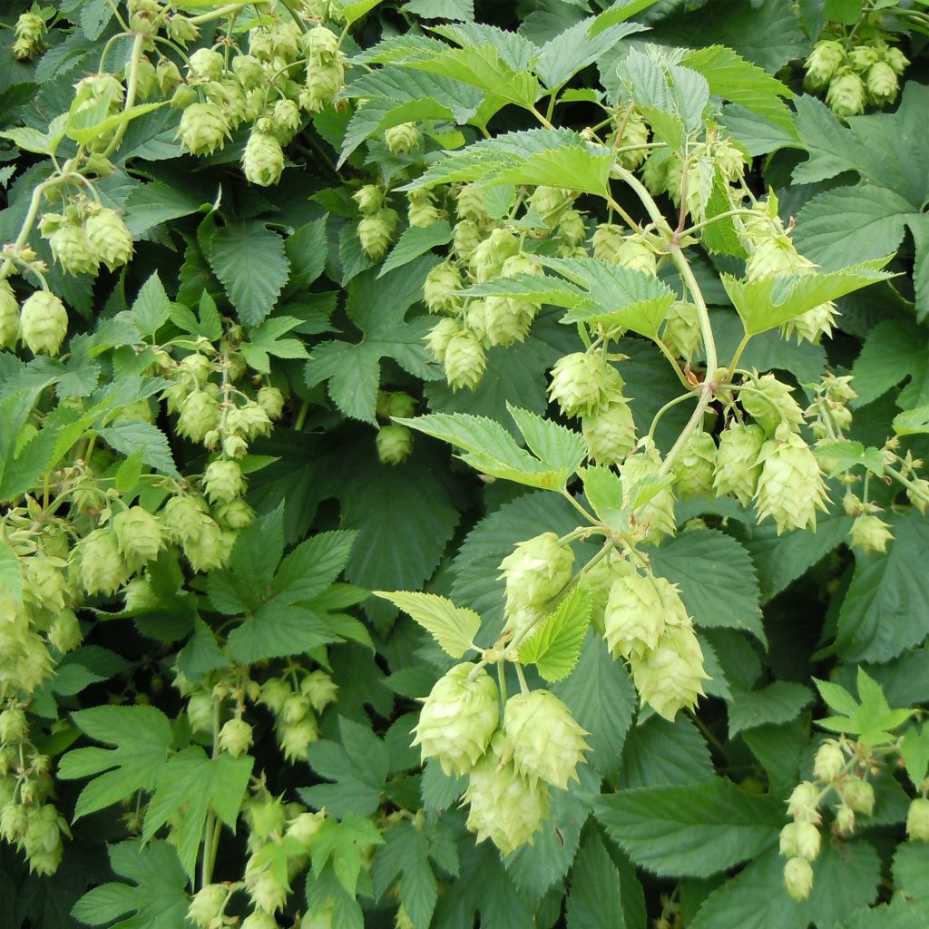 Humulus lupulus - Hopfen