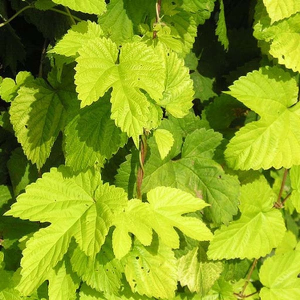 Humulus lupulus Aureus - Hopfen