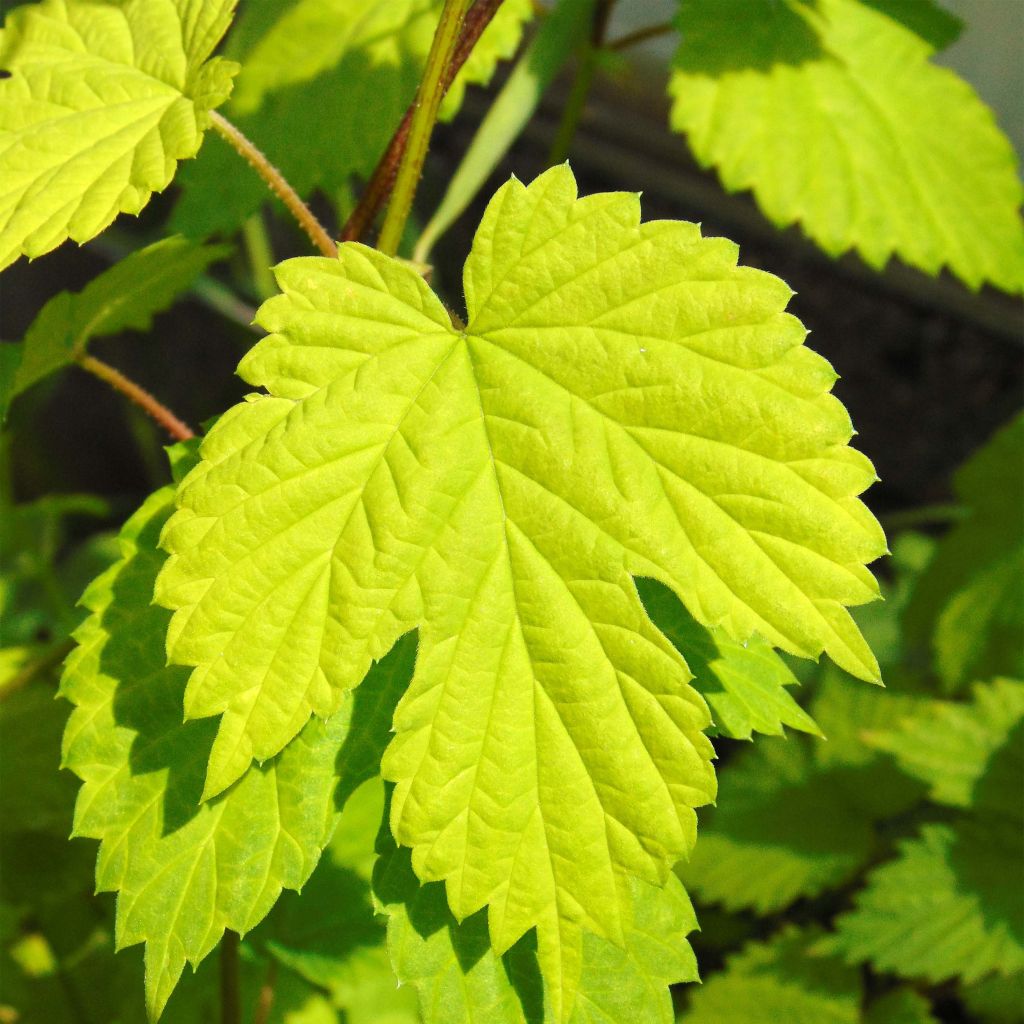 Humulus lupulus Aureus - Hopfen