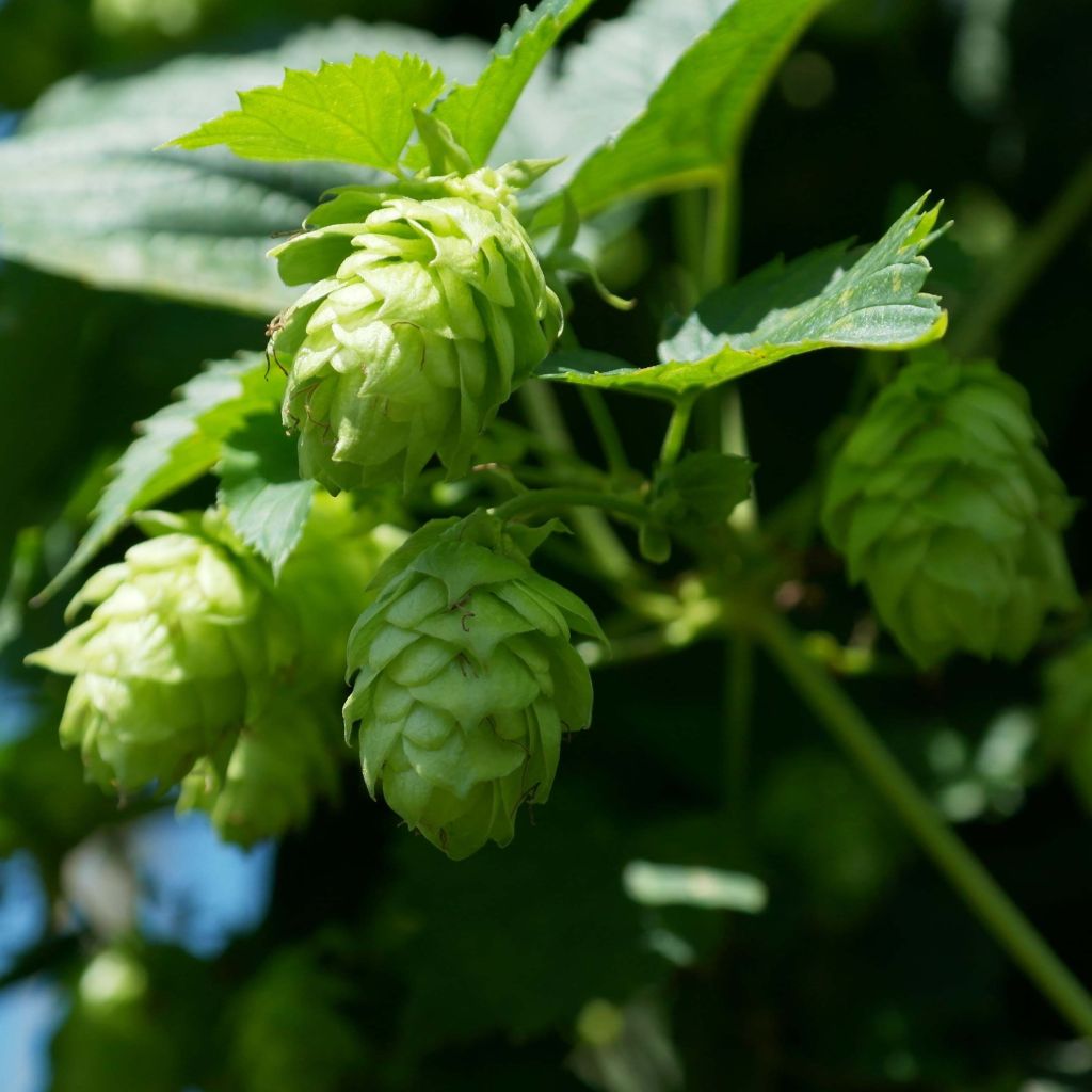 Hopfen Magnum - Humulus lupulus