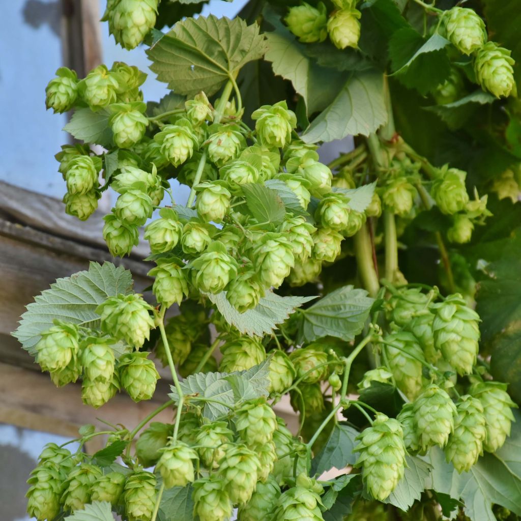 Hopfen Magnum - Humulus lupulus