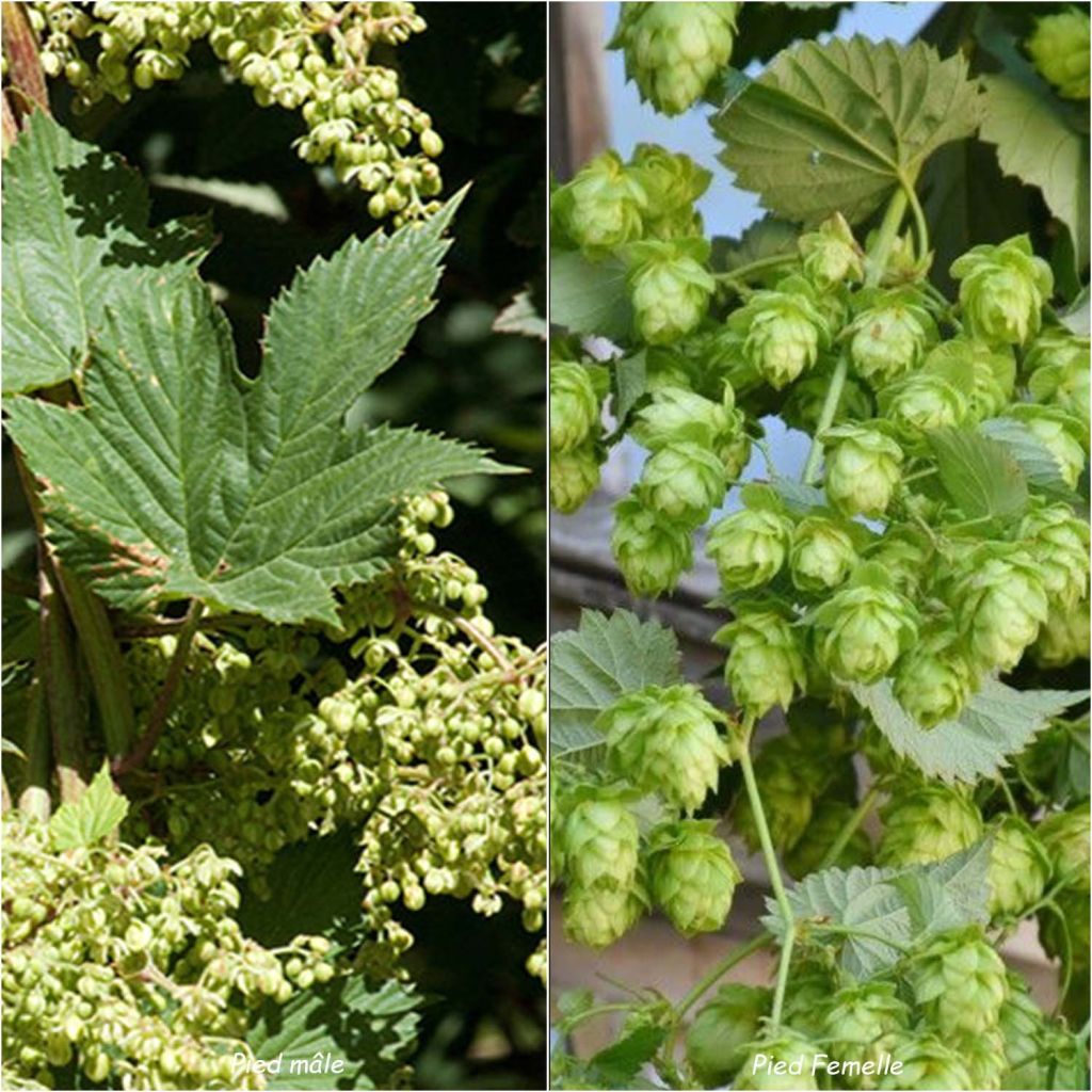 Hopfen Magnum - Humulus lupulus