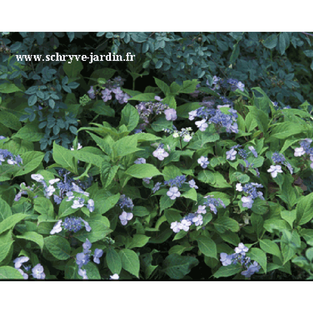 Hydrangea macrophylla Spreading beauty - Bauernhortensie