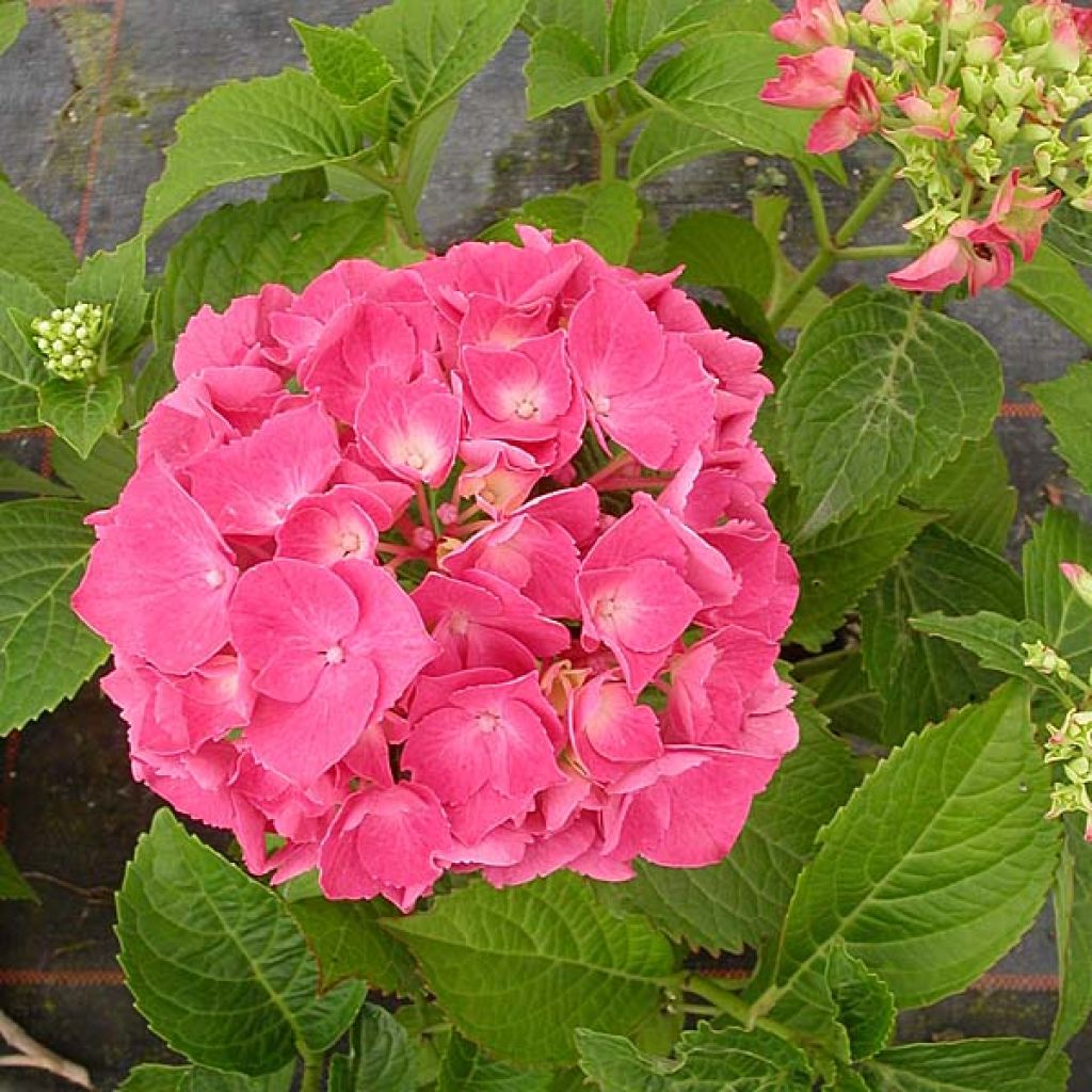 Hydrangea macrophylla Glowing Amber - Bauernhortensie