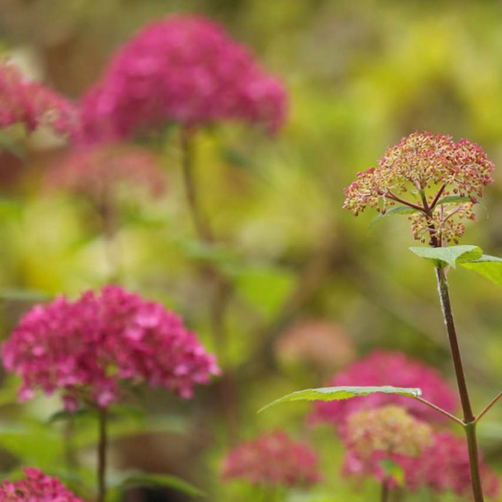 Schneeballhortensie Bella Anna - Hydrangea arborescens