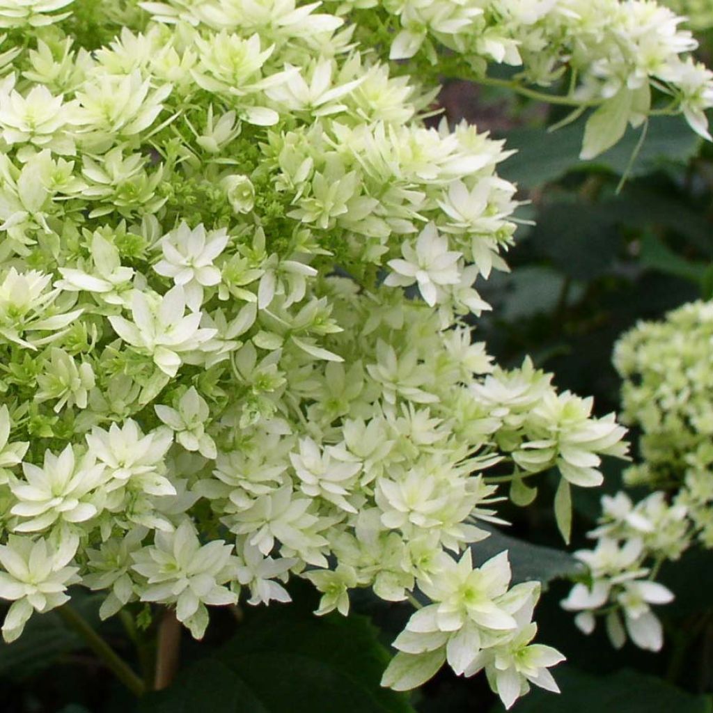 Ballhortensie Hayes Starbust - Hydrangea arborescens