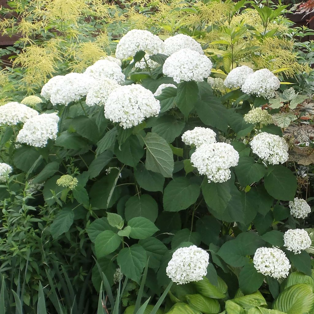 Schneeballhortensie Strong Annabelle ( Incrediball ) - Hydrangea arborescens