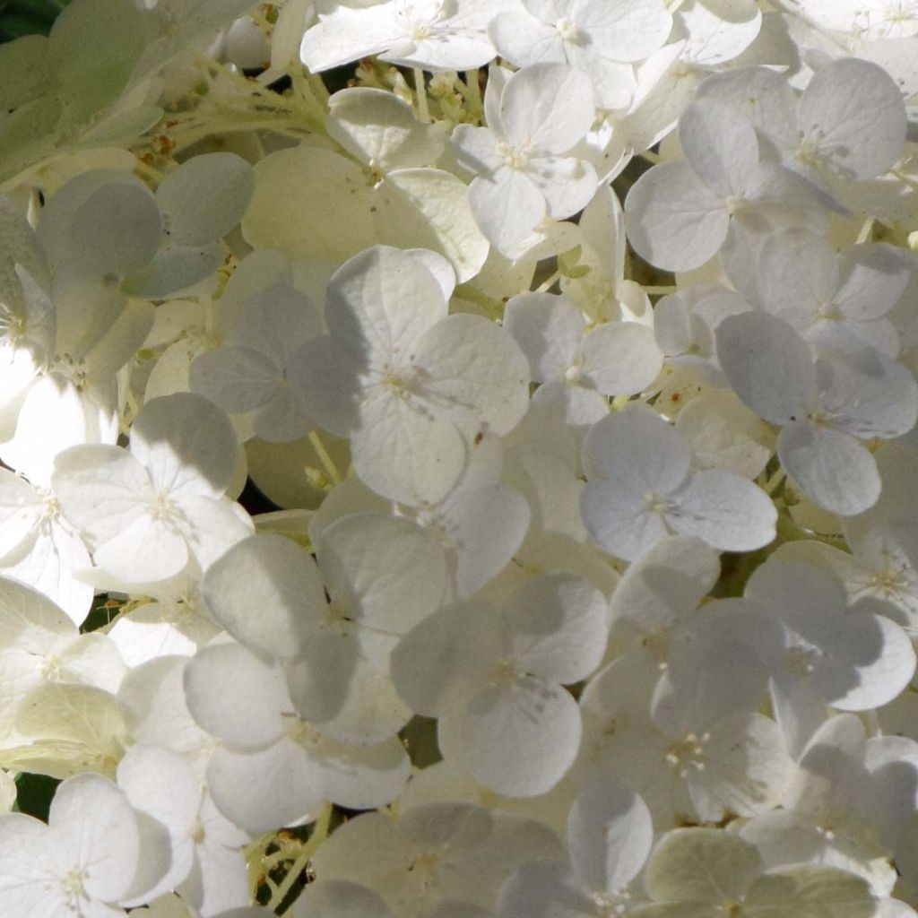 Schneeballhortensie Strong Annabelle ( Incrediball ) - Hydrangea arborescens