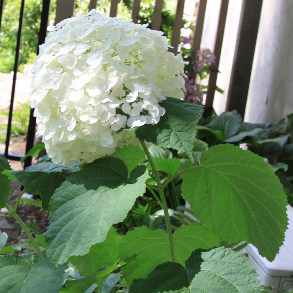 Schneeballhortensie Strong Annabelle ( Incrediball ) - Hydrangea arborescens