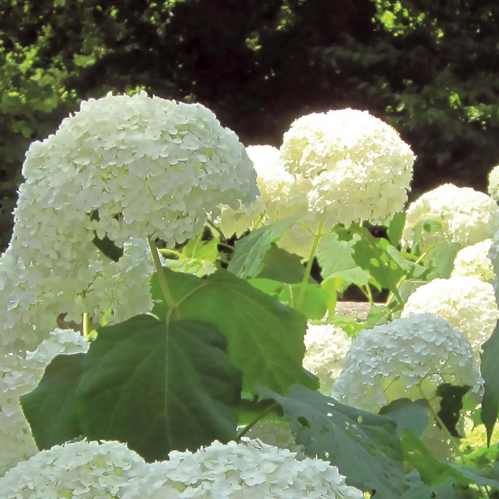 Schneeballhortensie Strong Annabelle ( Incrediball ) - Hydrangea arborescens