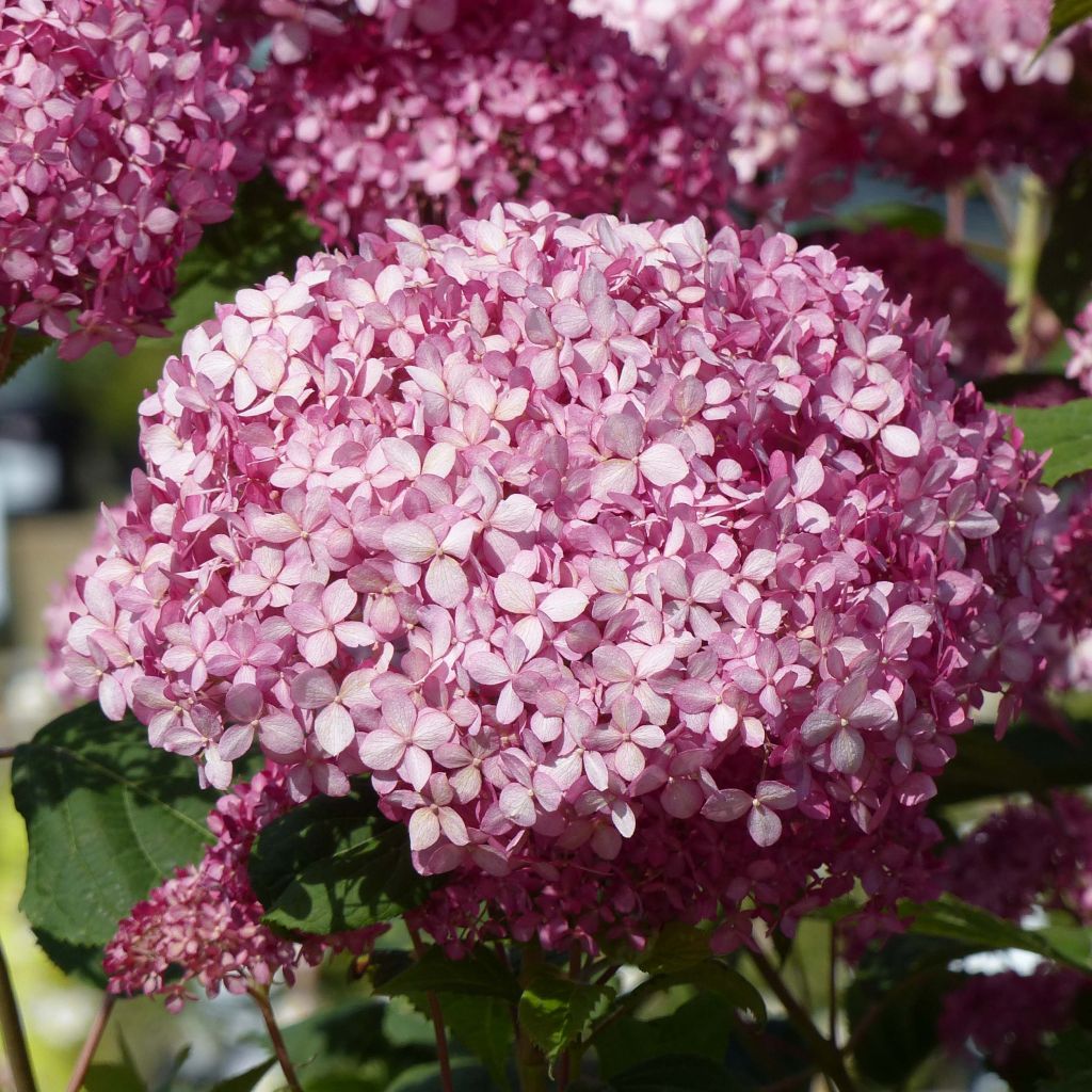 Schneeballhortensie Pink Annabelle - Hydrangea arborescens