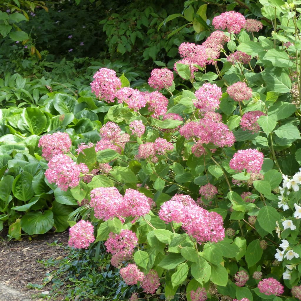 Schneeballhortensie Pink Annabelle - Hydrangea arborescens