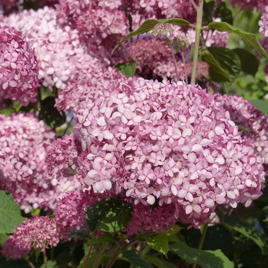 Schneeballhortensie Pink Annabelle - Hydrangea arborescens