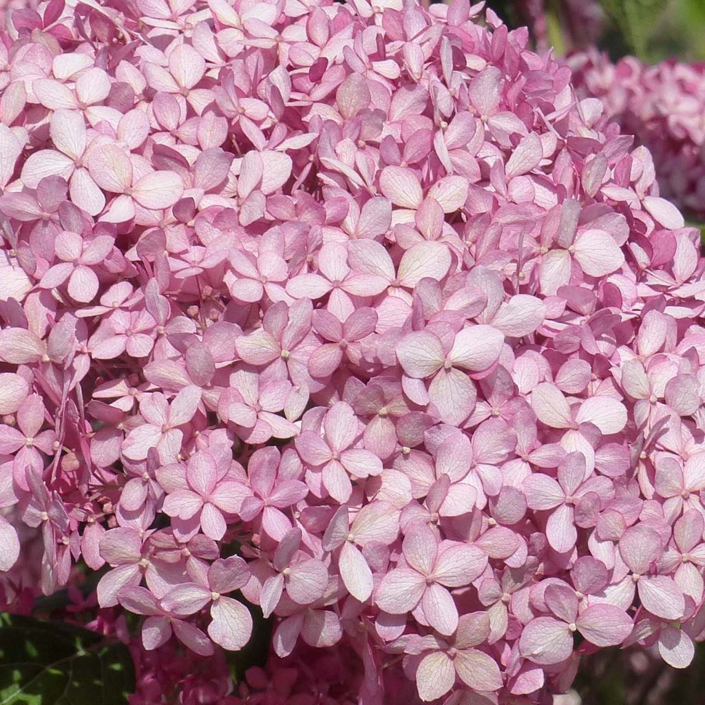 Schneeballhortensie Pink Annabelle - Hydrangea arborescens