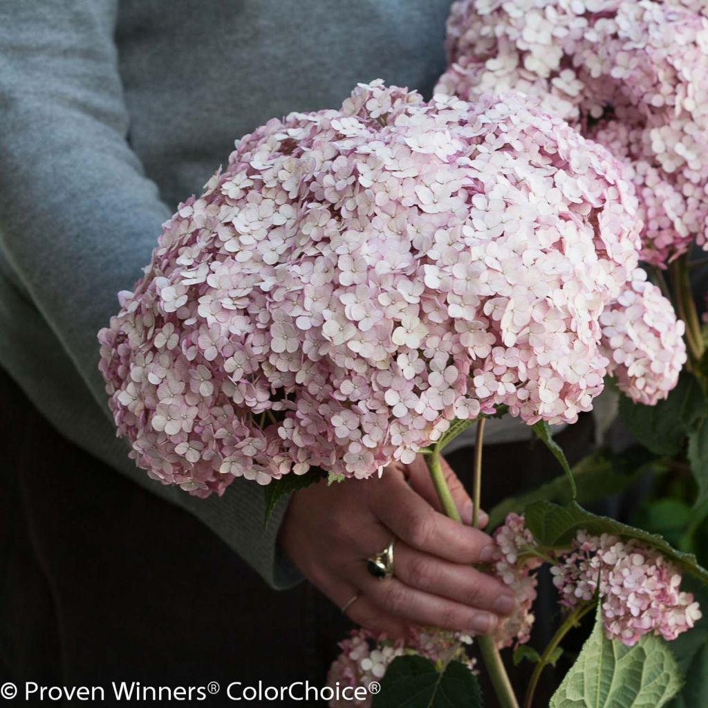 Ballhortensie Sweet Annabelle - Hydrangea arborescens