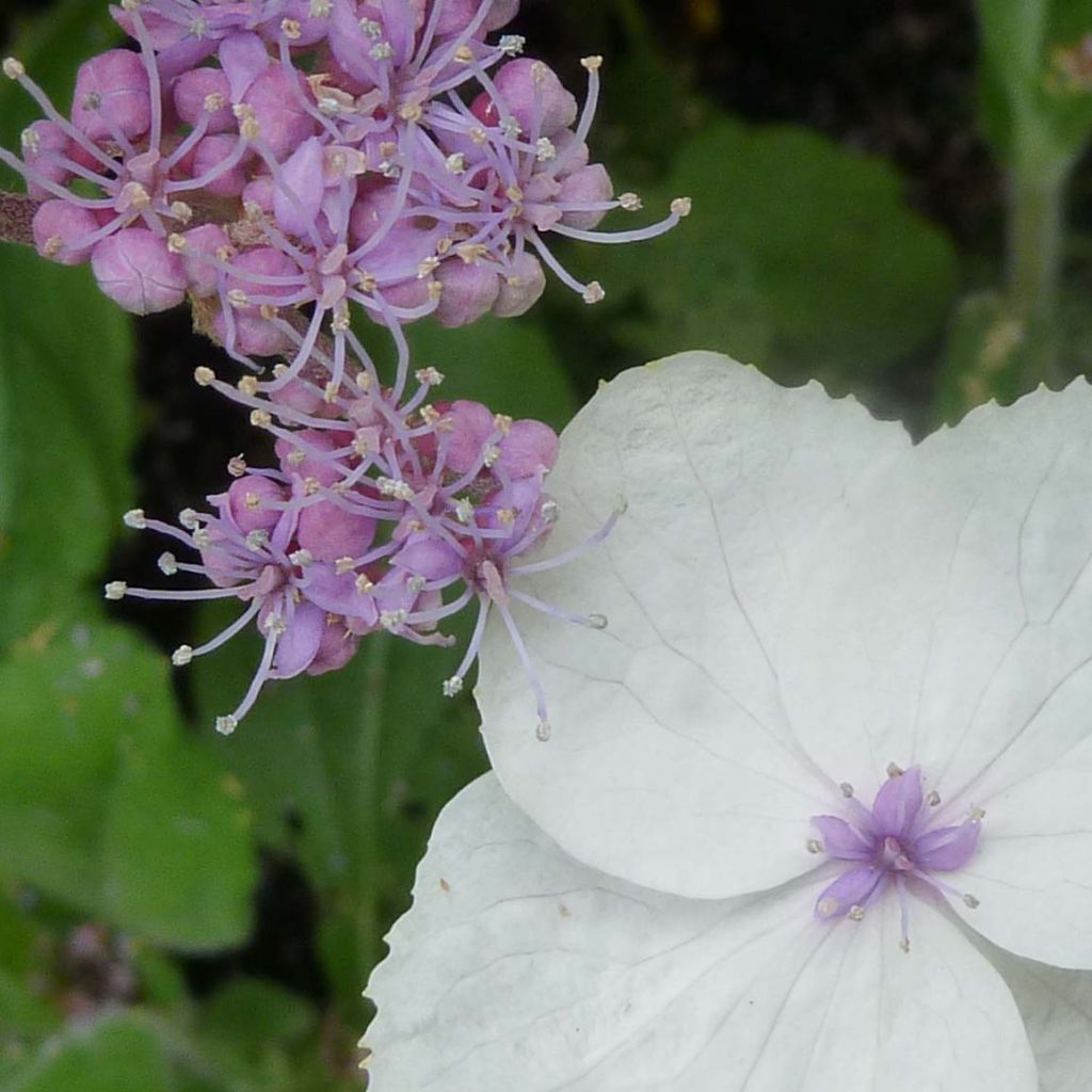 Hydrangea aspera Macrophylla - Samthortensie