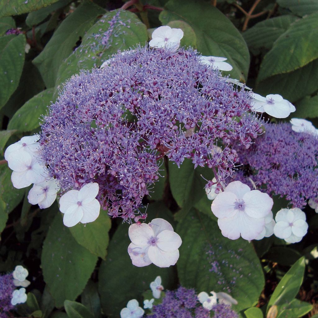 Hydrangea aspera Macrophylla - Samthortensie