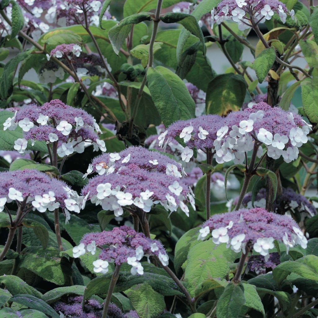 Hydrangea aspera Macrophylla - Samthortensie