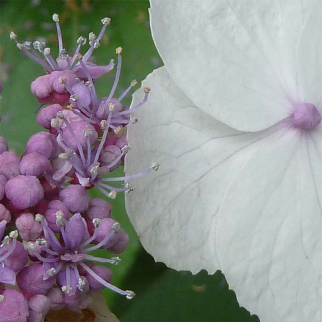 Hydrangea aspera Macrophylla - Samthortensie