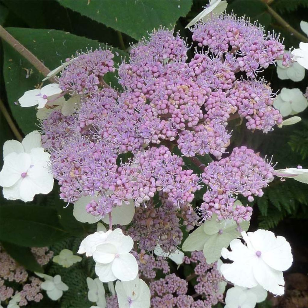 Hydrangea aspera Macrophylla - Samthortensie