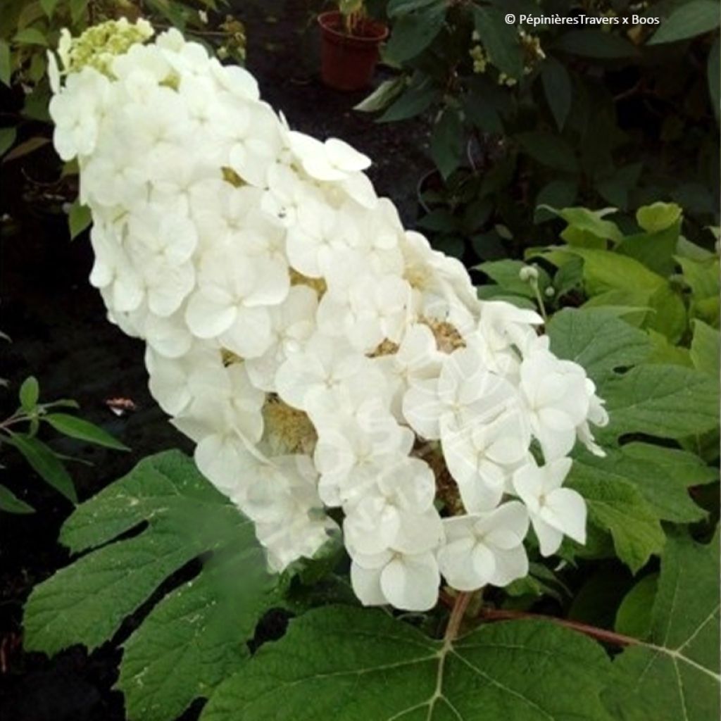 Eichenblatt-Hortensie Amethyst - Hydrangea quercifolia