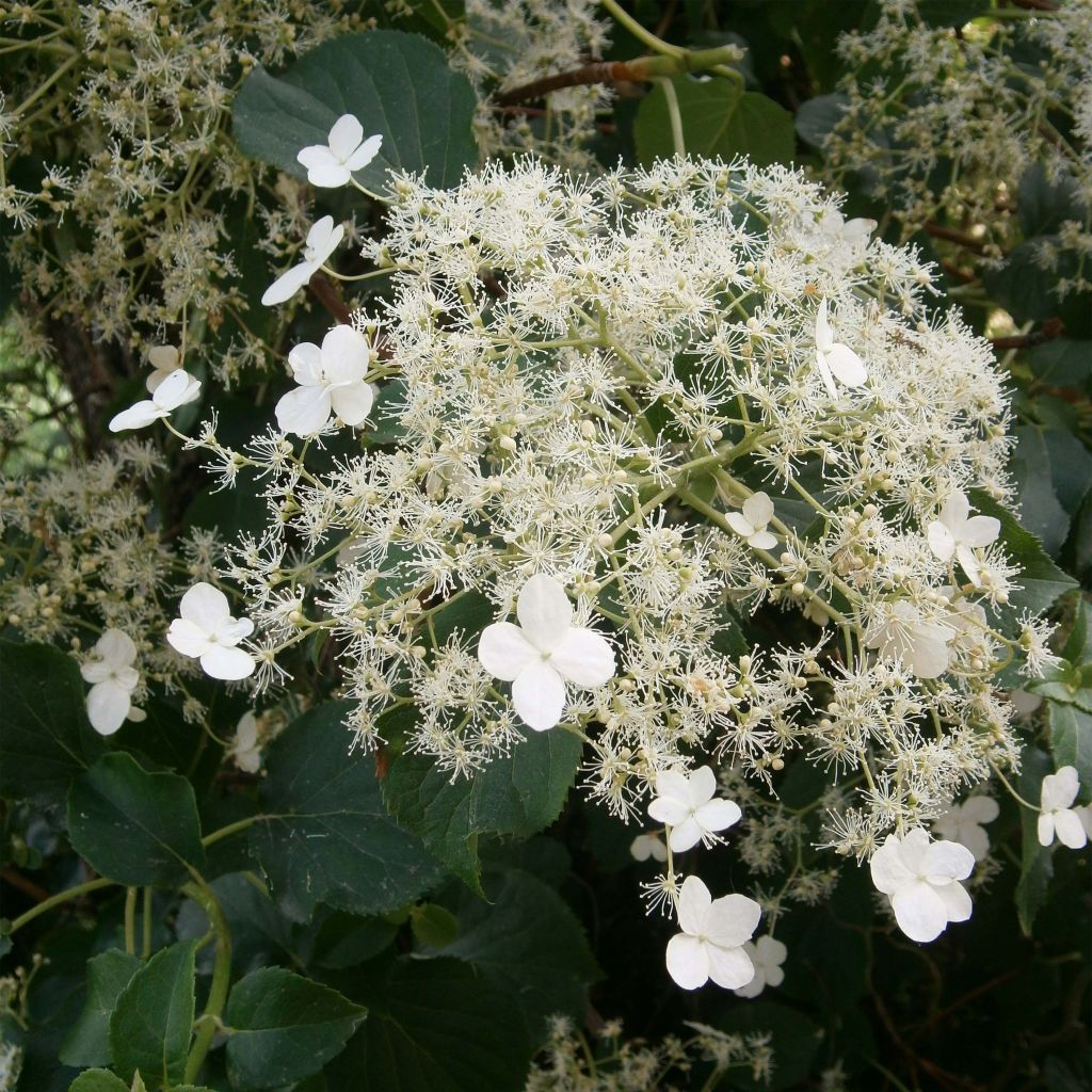 Hydrangea anomala ssp. petiolaris - Kletter-Hortensie