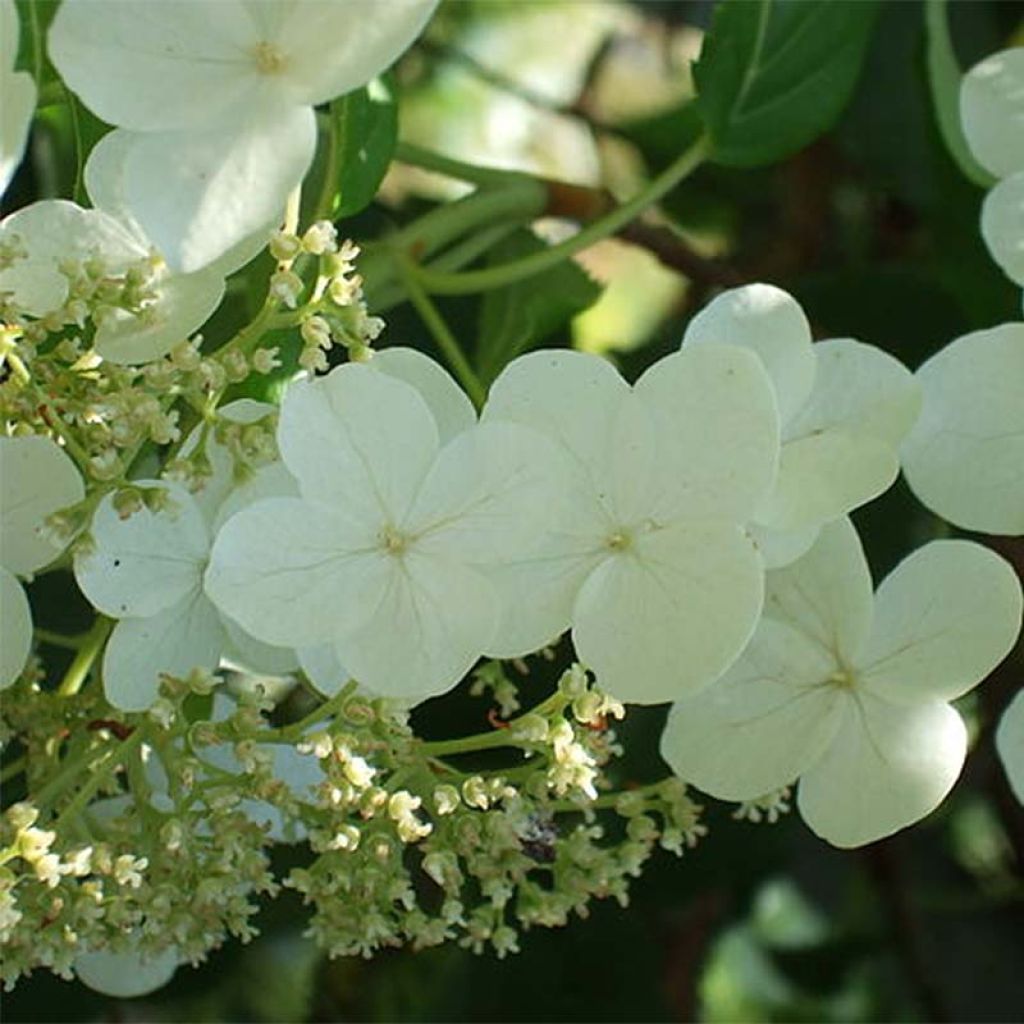 Hydrangea anomala ssp. petiolaris - Kletter-Hortensie