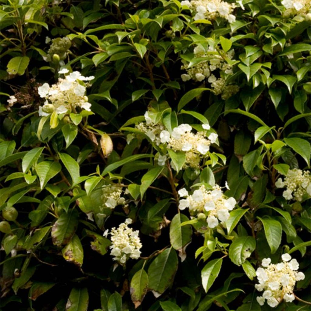 Hydrangea seemanii