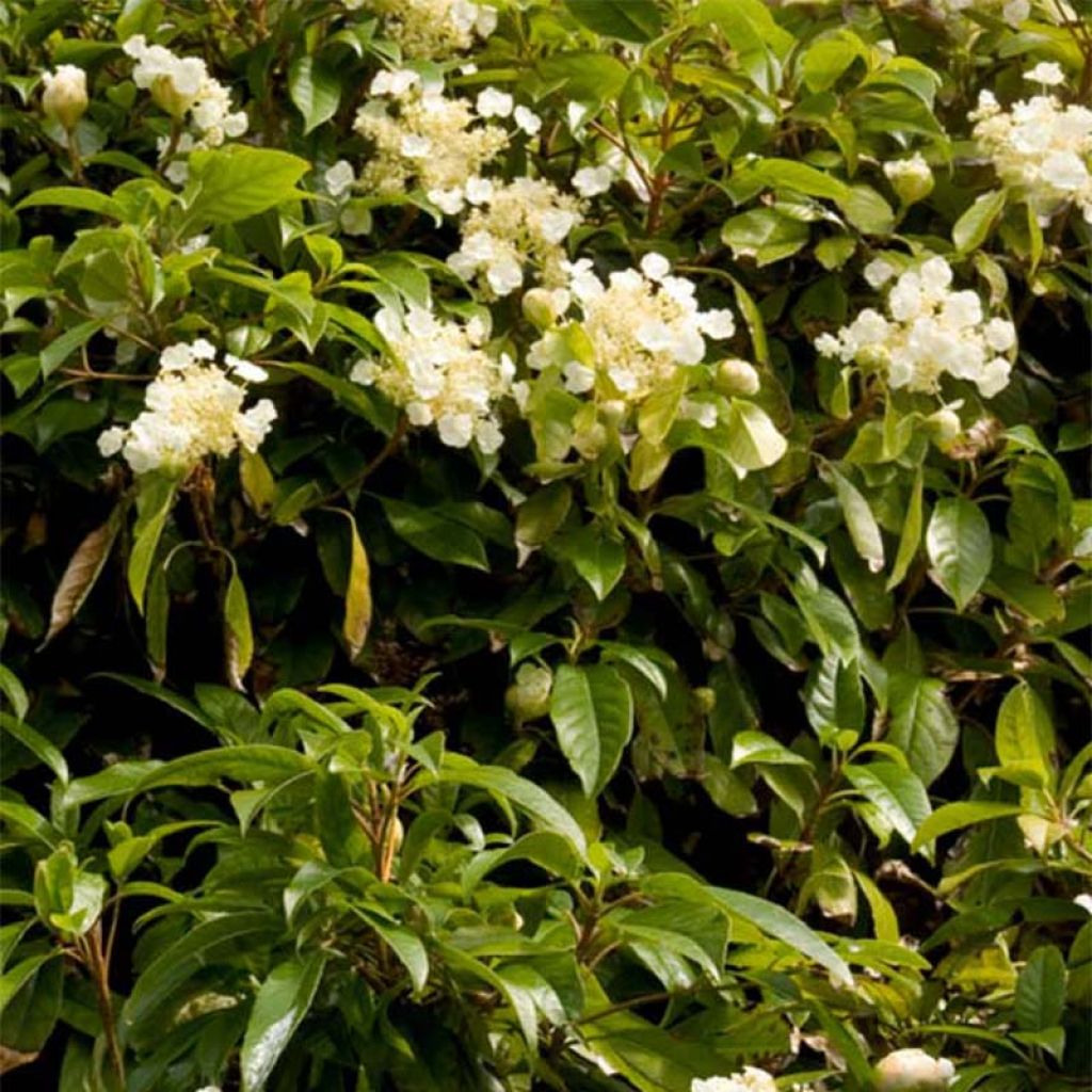 Hydrangea seemanii