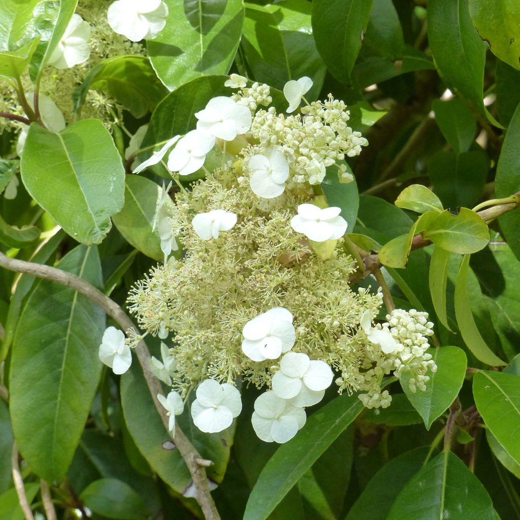 Hydrangea seemanii