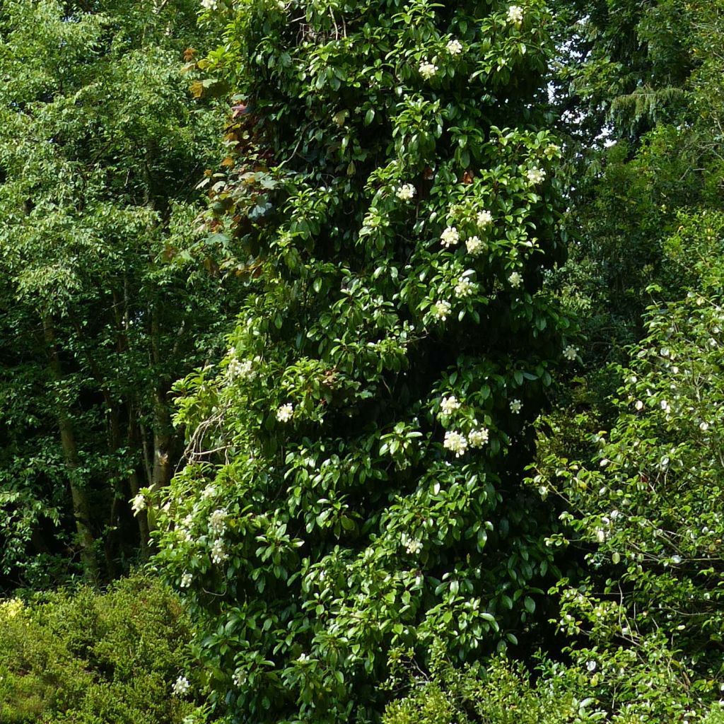 Hydrangea seemanii