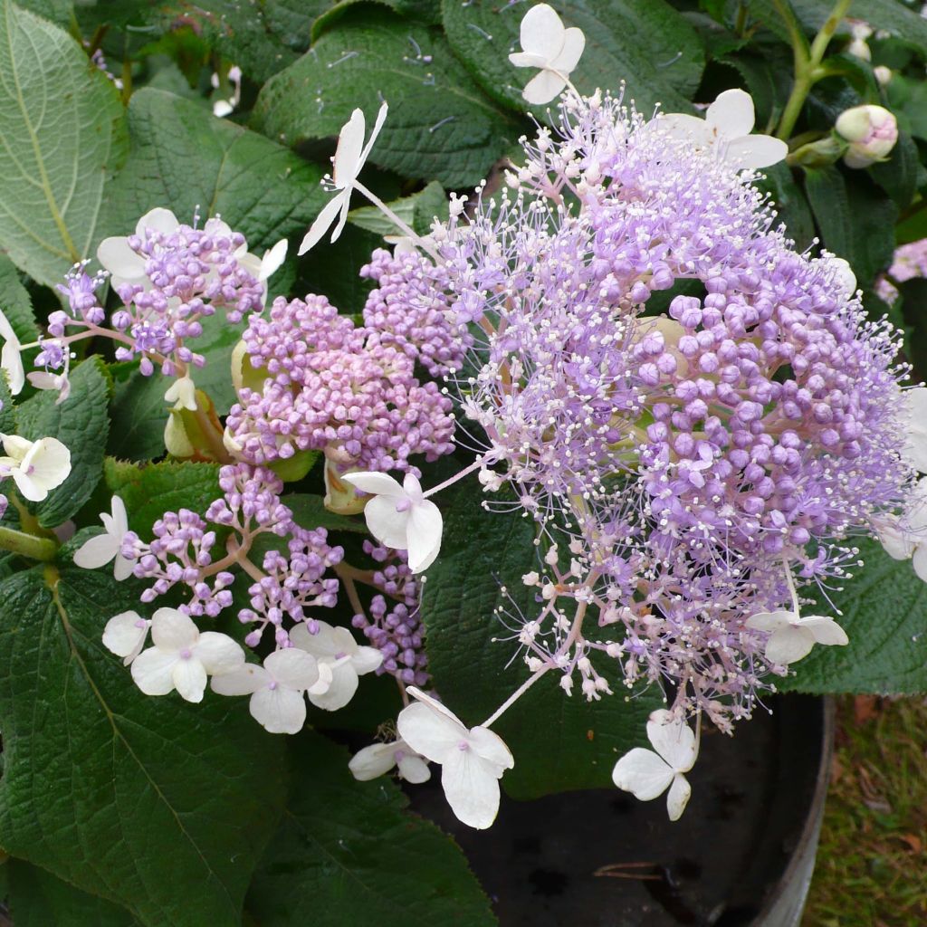 Hydrangea involucrata Late Love - Hüllblatt-Hortensie